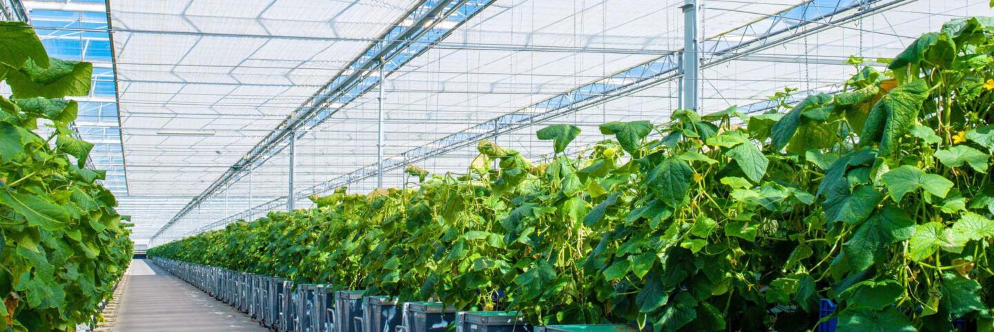 Header Ridder Climatescreen